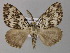  ( - BC ZSM Lep 21461)  @14 [ ] CreativeCommons - Attribution Non-Commercial Share-Alike (2010) Unspecified SNSB, Zoologische Staatssammlung Muenchen