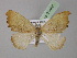  ( - BC ZSM Lep 21466)  @13 [ ] CreativeCommons - Attribution Non-Commercial Share-Alike (2010) Unspecified SNSB, Zoologische Staatssammlung Muenchen