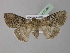  ( - BC ZSM Lep 21469)  @13 [ ] CreativeCommons - Attribution Non-Commercial Share-Alike (2010) Unspecified SNSB, Zoologische Staatssammlung Muenchen