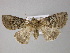  ( - BC ZSM Lep 21469)  @12 [ ] CreativeCommons - Attribution Non-Commercial Share-Alike (2010) Axel Hausmann/Bavarian State Collection of Zoology (ZSM) SNSB, Zoologische Staatssammlung Muenchen