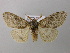  ( - BC ZSM Lep 21481)  @13 [ ] CreativeCommons - Attribution Non-Commercial Share-Alike (2010) Axel Hausmann/Bavarian State Collection of Zoology (ZSM) SNSB, Zoologische Staatssammlung Muenchen