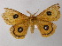  ( - BC ZSM Lep 21482)  @14 [ ] CreativeCommons - Attribution Non-Commercial Share-Alike (2010) Axel Hausmann/Bavarian State Collection of Zoology (ZSM) SNSB, Zoologische Staatssammlung Muenchen