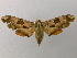  ( - BC ZSM Lep 21432)  @13 [ ] CreativeCommons - Attribution Non-Commercial Share-Alike (2010) Axel Hausmann/Bavarian State Collection of Zoology (ZSM) SNSB, Zoologische Staatssammlung Muenchen