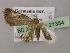  ( - BC ZSM Lep 21354)  @12 [ ] CreativeCommons - Attribution Non-Commercial Share-Alike (2010) Axel Hausmann/Bavarian State Collection of Zoology (ZSM) SNSB, Zoologische Staatssammlung Muenchen