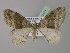  ( - BC ZSM Lep 21471)  @13 [ ] CreativeCommons - Attribution Non-Commercial Share-Alike (2010) Unspecified SNSB, Zoologische Staatssammlung Muenchen