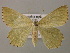  ( - BC ZSM Lep 21425)  @13 [ ] CreativeCommons - Attribution Non-Commercial Share-Alike (2010) Axel Hausmann/Bavarian State Collection of Zoology (ZSM) SNSB, Zoologische Staatssammlung Muenchen