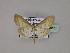  ( - BC ZSM Lep 22990)  @13 [ ] Copyright (2010) Unspecified SNSB, Zoologische Staatssammlung Muenchen