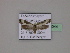  ( - BC ZSM Lep 23044)  @12 [ ] Copyright (2010) Unspecified SNSB, Zoologische Staatssammlung Muenchen