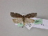  ( - BC ZSM Lep 23083)  @13 [ ] Copyright (2010) Unspecified SNSB, Zoologische Staatssammlung Muenchen