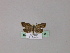  ( - BC ZSM Lep 23128)  @13 [ ] Copyright (2010) Unspecified SNSB, Zoologische Staatssammlung Muenchen