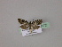  ( - BC ZSM Lep 23172)  @12 [ ] Copyright (2010) Unspecified SNSB, Zoologische Staatssammlung Muenchen