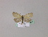  ( - BC ZSM Lep 23196)  @12 [ ] Copyright (2010) Unspecified SNSB, Zoologische Staatssammlung Muenchen