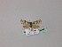  ( - BC ZSM Lep 23207)  @12 [ ] Copyright (2010) Unspecified SNSB, Zoologische Staatssammlung Muenchen