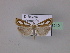  ( - BC ZSM Lep 23210)  @13 [ ] Copyright (2010) Unspecified SNSB, Zoologische Staatssammlung Muenchen