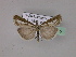  ( - BC ZSM Lep 23215)  @13 [ ] Copyright (2010) Unspecified SNSB, Zoologische Staatssammlung Muenchen