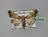  ( - BC ZSM Lep 23709)  @13 [ ] Copyright (2010) Unspecified SNSB, Zoologische Staatssammlung Muenchen