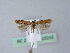  ( - BC ZSM Lep 25255)  @13 [ ] CreativeCommons - Attribution Non-Commercial Share-Alike (2010) Unspecified SNSB, Zoologische Staatssammlung Muenchen