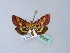  ( - BC ZSM Lep 25358)  @13 [ ] CreativeCommons - Attribution Non-Commercial Share-Alike (2010) Unspecified SNSB, Zoologische Staatssammlung Muenchen