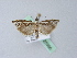  ( - BC ZSM Lep 25366)  @13 [ ] CreativeCommons - Attribution Non-Commercial Share-Alike (2010) Unspecified SNSB, Zoologische Staatssammlung Muenchen