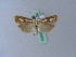  ( - BC ZSM Lep 25369)  @13 [ ] CreativeCommons - Attribution Non-Commercial Share-Alike (2010) Unspecified SNSB, Zoologische Staatssammlung Muenchen