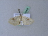  ( - BC ZSM Lep 25468)  @13 [ ] CreativeCommons - Attribution Non-Commercial Share-Alike (2010) Unspecified SNSB, Zoologische Staatssammlung Muenchen