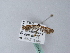  ( - BC ZSM Lep 25493)  @12 [ ] CreativeCommons - Attribution Non-Commercial Share-Alike (2010) Unspecified SNSB, Zoologische Staatssammlung Muenchen