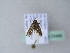  ( - BC ZSM Lep 25496)  @12 [ ] CreativeCommons - Attribution Non-Commercial Share-Alike (2010) Unspecified SNSB, Zoologische Staatssammlung Muenchen