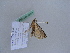  ( - BC ZSM Lep 25501)  @12 [ ] CreativeCommons - Attribution Non-Commercial Share-Alike (2010) Unspecified SNSB, Zoologische Staatssammlung Muenchen