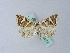  ( - BC ZSM Lep 25574)  @13 [ ] CreativeCommons - Attribution Non-Commercial Share-Alike (2010) Unspecified SNSB, Zoologische Staatssammlung Muenchen
