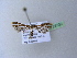  ( - BC ZSM Lep 25730)  @13 [ ] CreativeCommons - Attribution Non-Commercial Share-Alike (2010) Unspecified SNSB, Zoologische Staatssammlung Muenchen