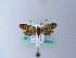  ( - BC ZSM Lep 26943)  @14 [ ] CreativeCommons - Attribution Non-Commercial Share-Alike (2010) Unspecified SNSB, Zoologische Staatssammlung Muenchen