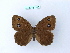  ( - BC ZSM Lep 27027)  @13 [ ] CreativeCommons - Attribution Non-Commercial Share-Alike (2010) Unspecified SNSB, Zoologische Staatssammlung Muenchen