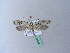  ( - BC ZSM Lep 27049)  @11 [ ] CreativeCommons - Attribution Non-Commercial Share-Alike (2010) Unspecified SNSB, Zoologische Staatssammlung Muenchen