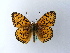  ( - BC ZSM Lep 27064)  @13 [ ] CreativeCommons - Attribution Non-Commercial Share-Alike (2010) Unspecified SNSB, Zoologische Staatssammlung Muenchen