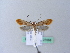  ( - BC ZSM Lep 27068)  @14 [ ] CreativeCommons - Attribution Non-Commercial Share-Alike (2010) Unspecified SNSB, Zoologische Staatssammlung Muenchen