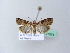  ( - BC ZSM Lep 27074)  @12 [ ] CreativeCommons - Attribution Non-Commercial Share-Alike (2010) Unspecified SNSB, Zoologische Staatssammlung Muenchen