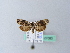  ( - BC ZSM Lep 27083)  @13 [ ] CreativeCommons - Attribution Non-Commercial Share-Alike (2010) Unspecified SNSB, Zoologische Staatssammlung Muenchen