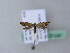  ( - BC ZSM Lep 27226)  @12 [ ] CreativeCommons - Attribution Non-Commercial Share-Alike (2010) Unspecified SNSB, Zoologische Staatssammlung Muenchen