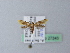  ( - BC ZSM Lep 27243)  @11 [ ] CreativeCommons - Attribution Non-Commercial Share-Alike (2010) Unspecified SNSB, Zoologische Staatssammlung Muenchen