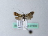  ( - BC ZSM Lep 27809)  @12 [ ] CreativeCommons - Attribution Non-Commercial Share-Alike (2010) Unspecified SNSB, Zoologische Staatssammlung Muenchen