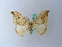 ( - BC ZSM Lep 27952)  @13 [ ] CreativeCommons - Attribution Non-Commercial Share-Alike (2010) Unspecified SNSB, Zoologische Staatssammlung Muenchen
