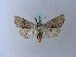  ( - BC ZSM Lep 28061)  @13 [ ] CreativeCommons - Attribution Non-Commercial Share-Alike (2010) Unspecified SNSB, Zoologische Staatssammlung Muenchen
