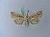  ( - BC ZSM Lep 28076)  @13 [ ] CreativeCommons - Attribution Non-Commercial Share-Alike (2010) Unspecified SNSB, Zoologische Staatssammlung Muenchen
