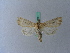  ( - BC ZSM Lep 28081)  @13 [ ] CreativeCommons - Attribution Non-Commercial Share-Alike (2010) Unspecified SNSB, Zoologische Staatssammlung Muenchen