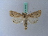  ( - BC ZSM Lep 28082)  @13 [ ] CreativeCommons - Attribution Non-Commercial Share-Alike (2010) Unspecified SNSB, Zoologische Staatssammlung Muenchen