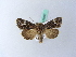  ( - BC ZSM Lep 28097)  @11 [ ] CreativeCommons - Attribution Non-Commercial Share-Alike (2010) Unspecified SNSB, Zoologische Staatssammlung Muenchen
