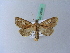 ( - BC ZSM Lep 28098)  @13 [ ] CreativeCommons - Attribution Non-Commercial Share-Alike (2010) Unspecified SNSB, Zoologische Staatssammlung Muenchen