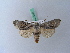  ( - BC ZSM Lep 28127)  @13 [ ] CreativeCommons - Attribution Non-Commercial Share-Alike (2010) Unspecified SNSB, Zoologische Staatssammlung Muenchen
