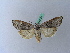  ( - BC ZSM Lep 28128)  @12 [ ] CreativeCommons - Attribution Non-Commercial Share-Alike (2010) Unspecified SNSB, Zoologische Staatssammlung Muenchen