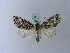  ( - BC ZSM Lep 28166)  @13 [ ] CreativeCommons - Attribution Non-Commercial Share-Alike (2010) Unspecified SNSB, Zoologische Staatssammlung Muenchen
